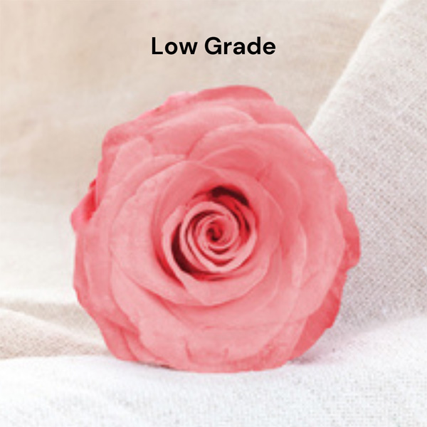 Low Grade Rose