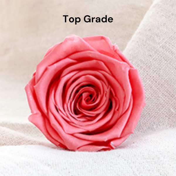 Top Grade Rose